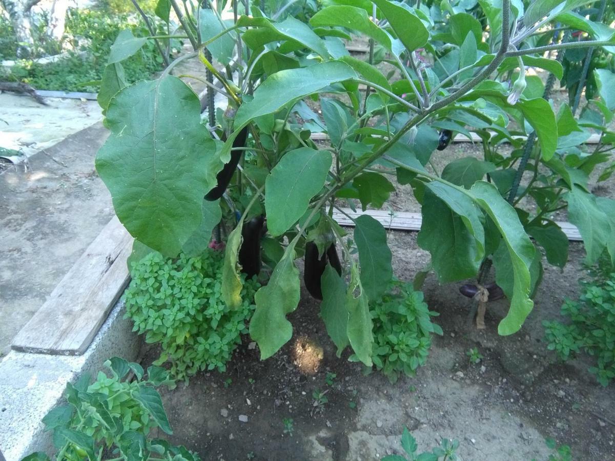 Martha'S Villa Nea Iraklitsa Ngoại thất bức ảnh